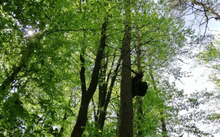 Ein Forstarbeiter klettert mit Steigeisen auf den Baum