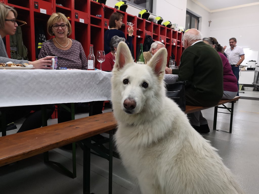 Foto: Der Hund Bauxi schaut ausnahmsweise in die Kamera